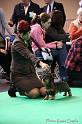 Crufts2011_2 632